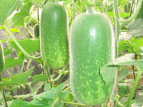 吃瓜爆料视频大全柳州,视频大全揭秘城市热点事件