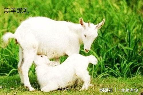 百万网红小羊吃瓜视频,揭秘网络红人的幕后故事